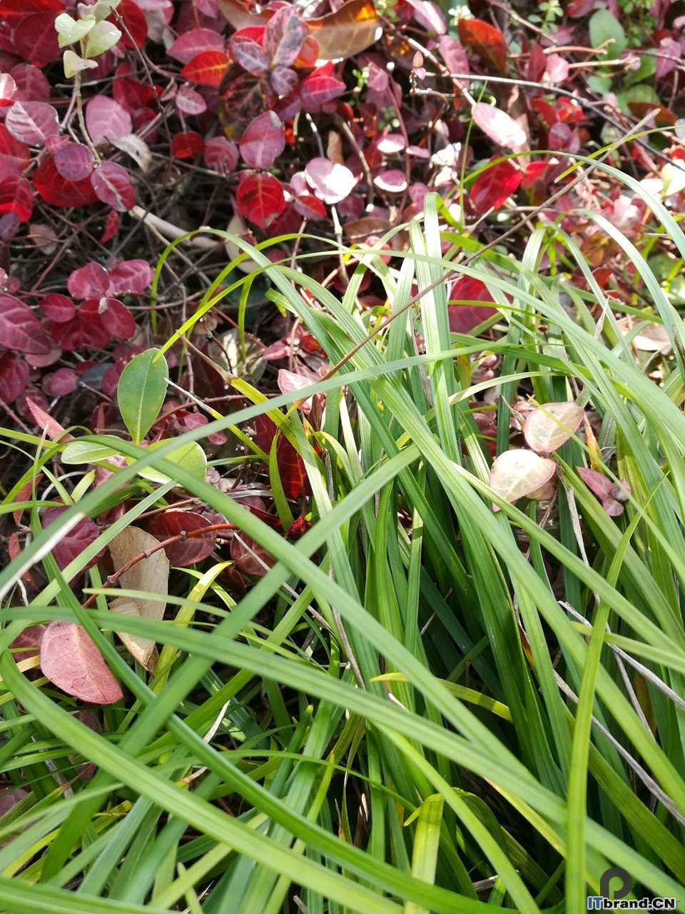 红绿植物6