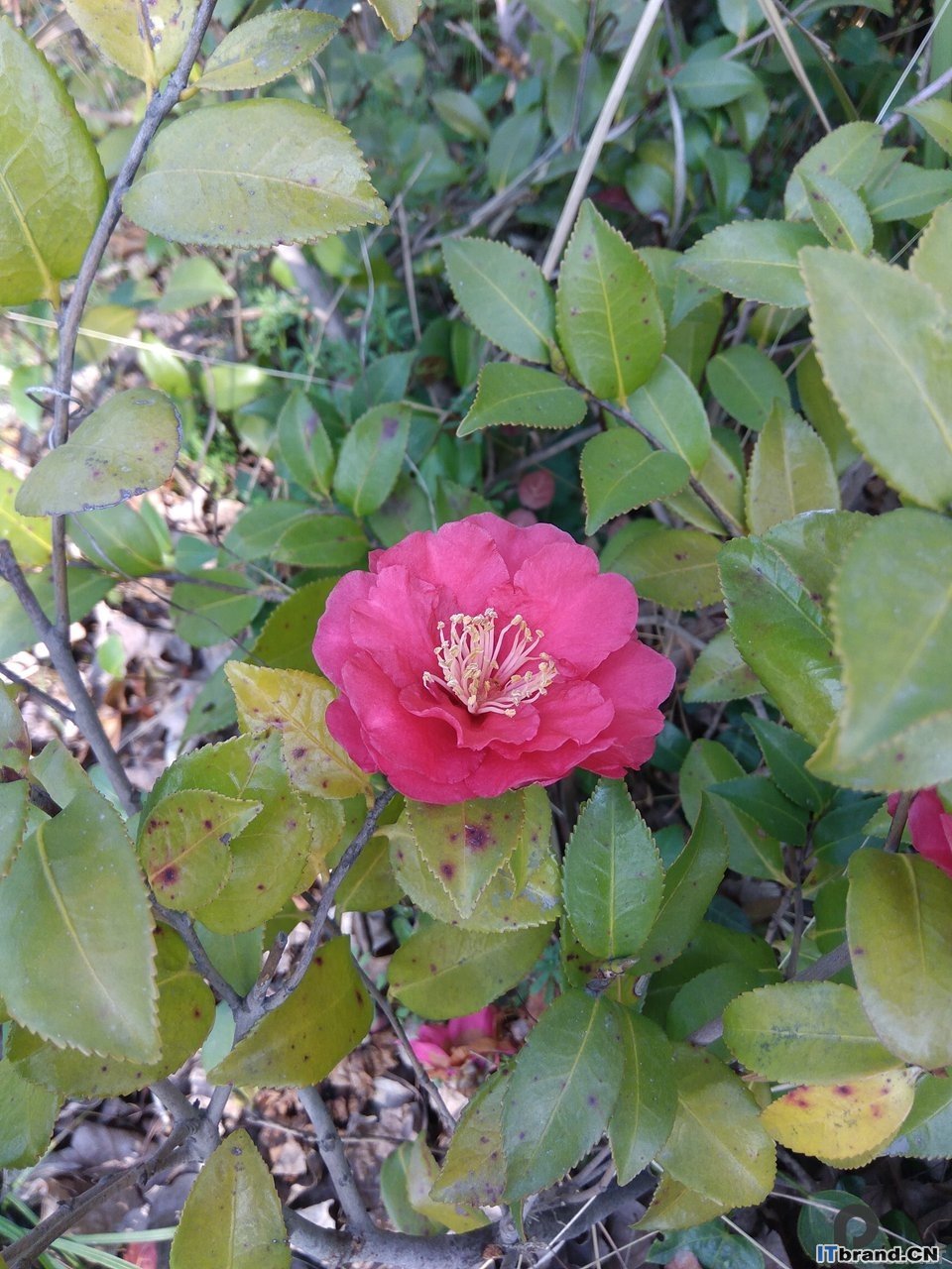 茶花note3