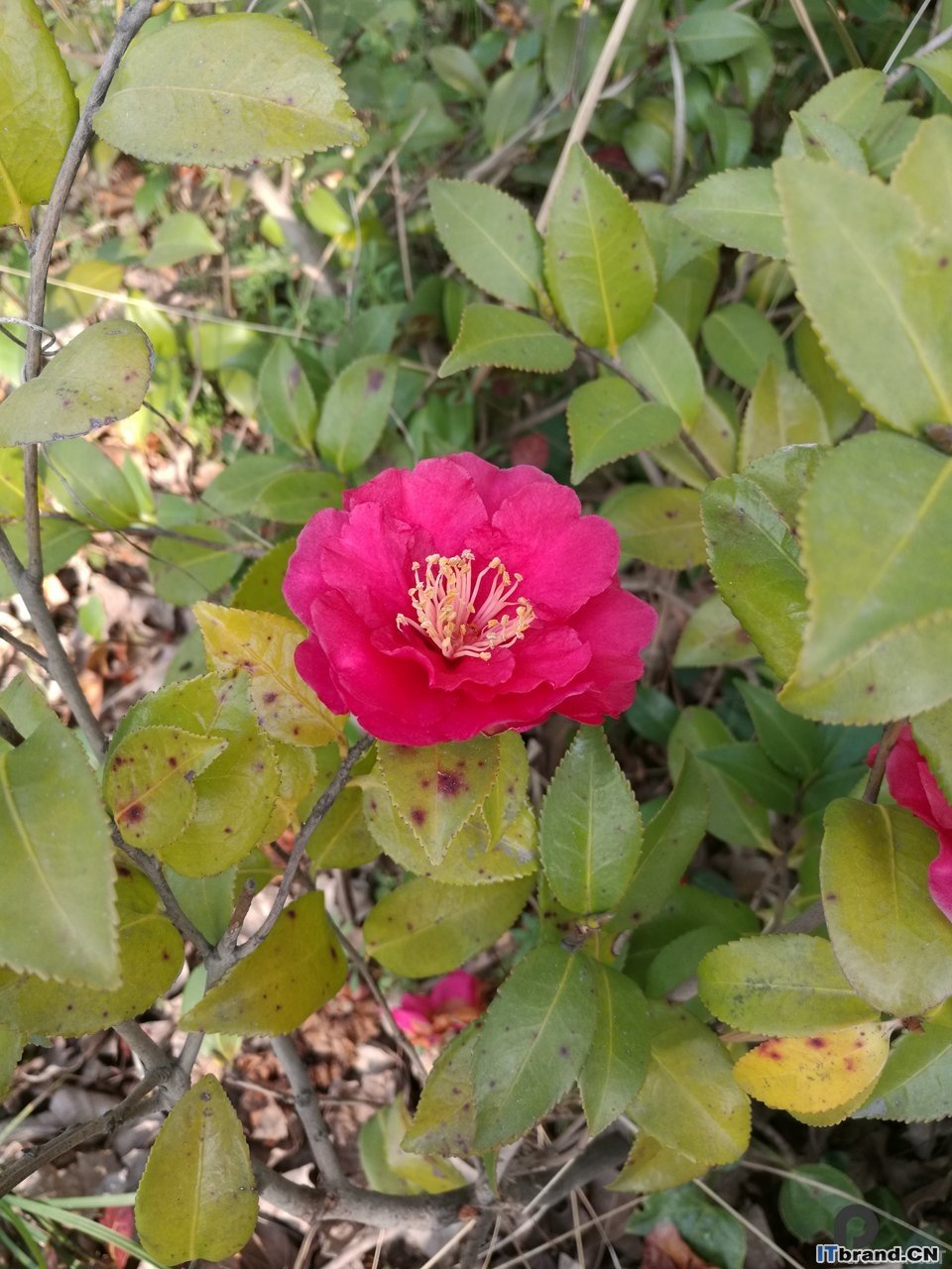 茶花mate8