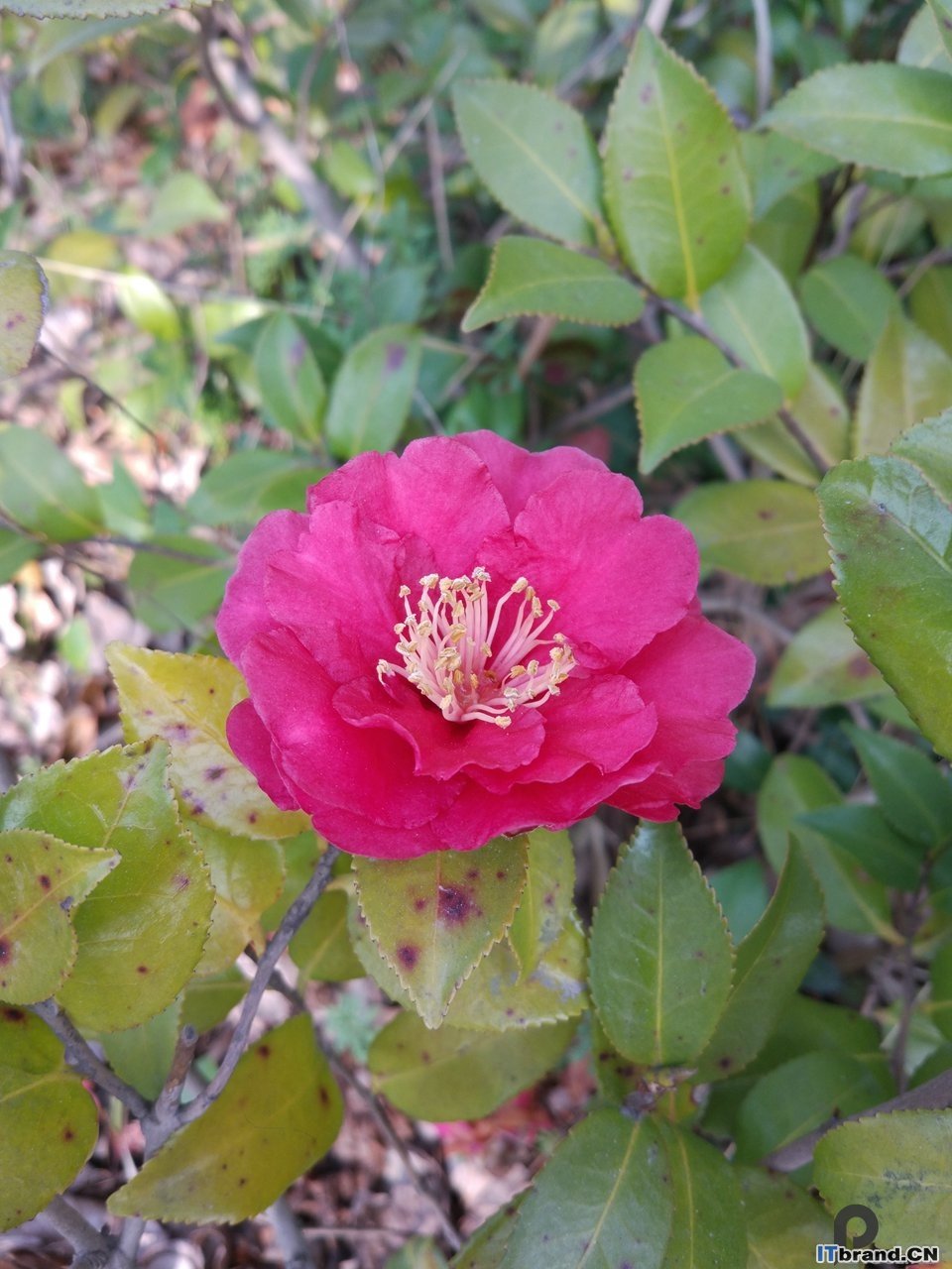 茶花小米5