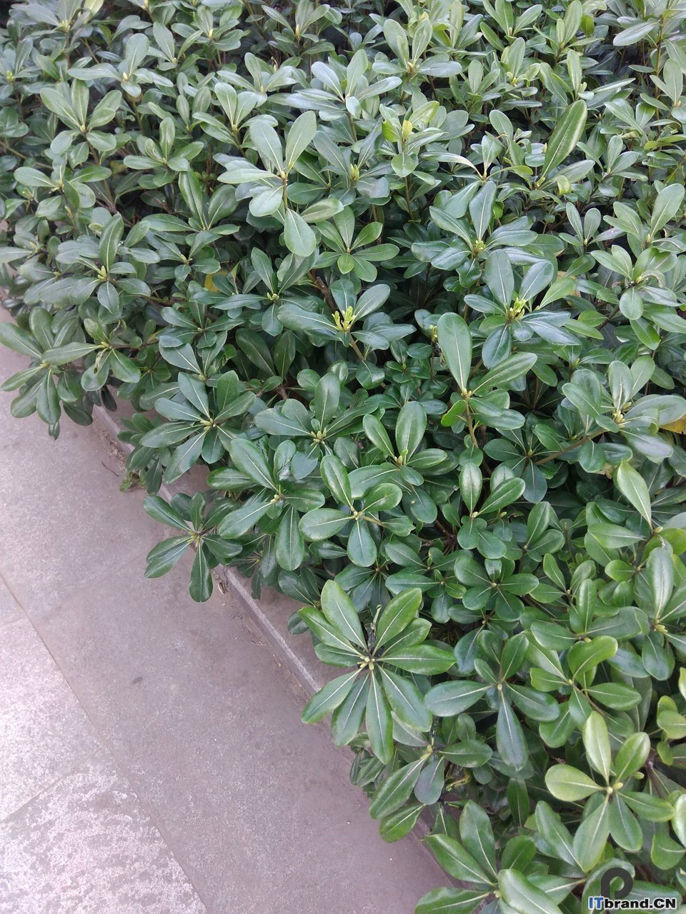 小绿叶note3
